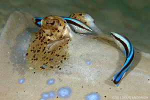 Blue-spotted Ray and Cleaner Wrasse. Gapang Beach, Pulau ... by Doug Anderson 